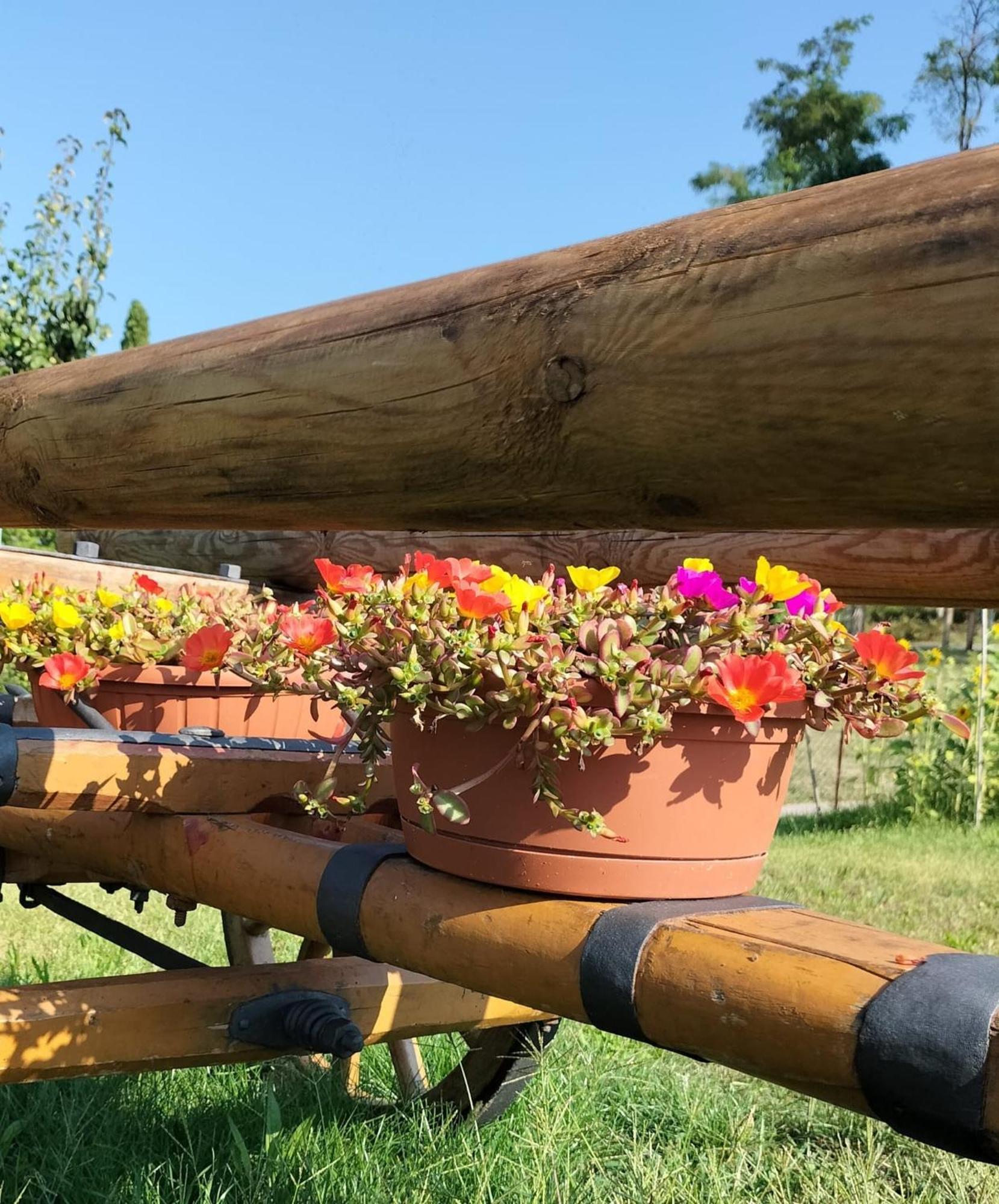 I Girasoli Sanzeno Ngoại thất bức ảnh